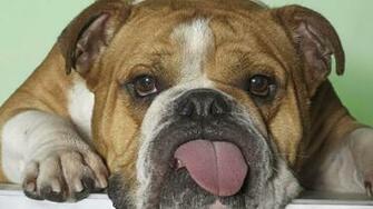English Bulldog My Doggy Rocks