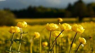 Themes Of The Yellow Wallpaper Release Date Specs Re Redesign
