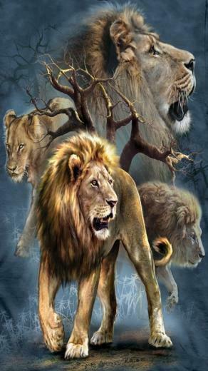 Wallpaper iPhone HD Screen Lion