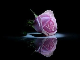 Rosas Hermosas Por Bamby Flores Y Plantas Fotos Del