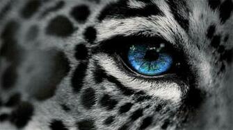 Jaguar Wallpaper And Background Image Net