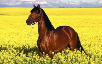 Brown Horses Wallpaper HD Background