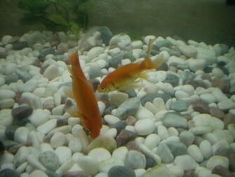 Gold Fish Wallpaper