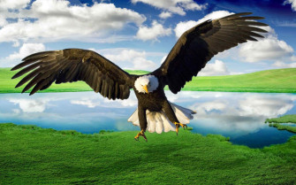 Eagle Desktop Wallpaper