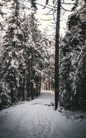 Winter Wonderland Walking Path Covers With Snow Beautiful