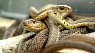 Wallpaper Desktop Poisonous Snake Pictures