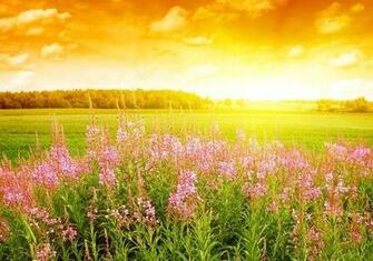 Widescreen Wallpaper Summer Flowers HD