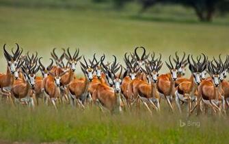 Springboks In The Kalahari Region Of South Africa Wild Animal