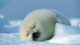Desktop Background Cute Animals Image