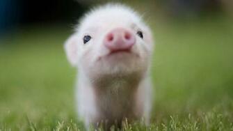 Cute Pig Animal Lovers Wallpaper