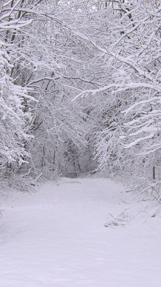 Winter iPhone Wallpaper