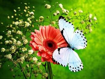 Colors Of Nature HD Butterfly Wallpaper
