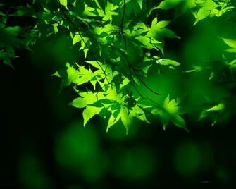 Natural Green Wallpaper Top HD