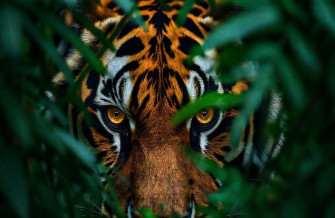 Angry Tiger Eyes Wallpaper