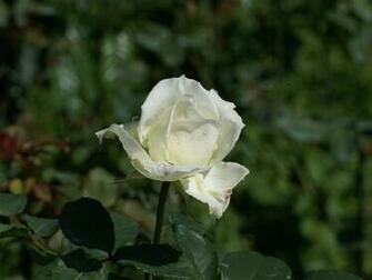 White Roses Background Image