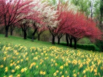 Hq Spring Meadow Wallpaper