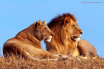 Best Animals HD Screensaver Wallpaper