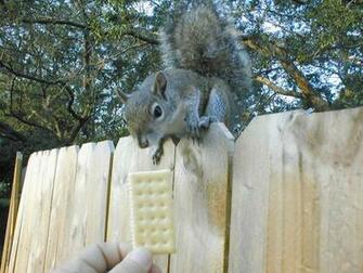 Xp Wallpaper S Squirrel Breakfast