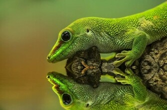 Gecko Reptiles Wallpaper