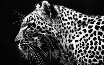 White Tiger Wallpaper HD