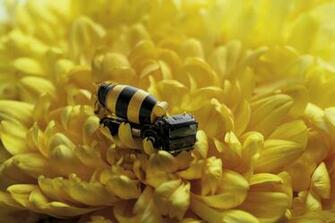 Women Beach Bees Wallpaper