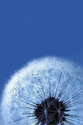 Dandelion Wallpaper iPhone