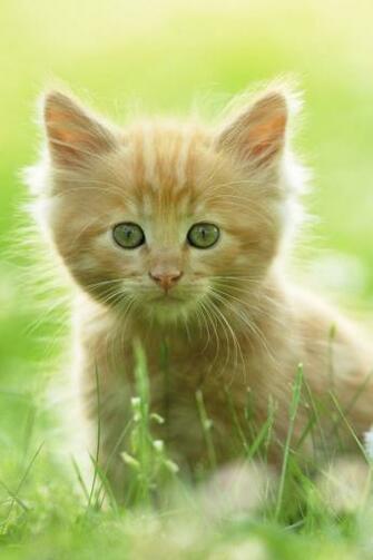 Mobile Wallpaper Cute Kitten iPhone4