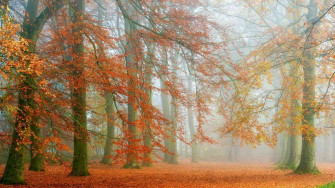 Autumn Season Wallpaper About Murals