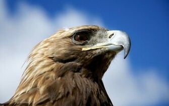 Golden Eagle Wallpaper