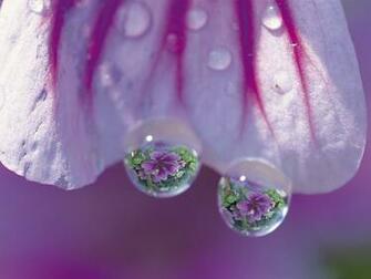 HD Flower Wallpaper Love