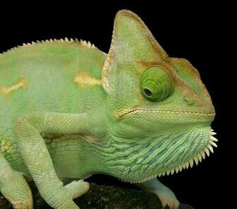 If This Little Chap Is Trying To Blend In It Isn T Doing A Very Good