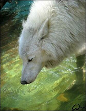 Wolves White Wolf Wallpaper Drinks