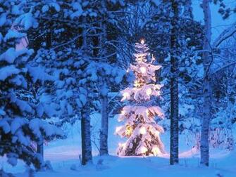 Christmas Tree In Snow Wallpaper