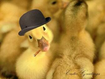 Ducky Saludos Fondos De Pantalla Fotos Gratis