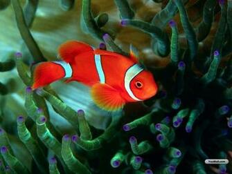 Pin Red Fish Wallpaper