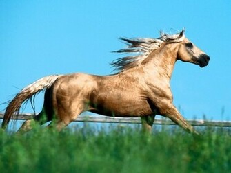 Horse Screensaver Screensavers
