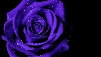 Violet Rose Wallpaper