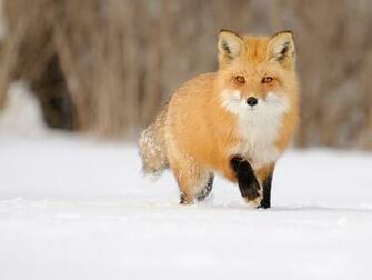 Fox Red Winter Snow Wallpaper