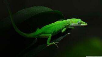 Opensuse Wallpaper