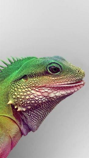 Animal Moto G Wallpaper HD Motorola