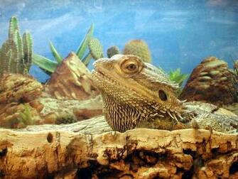 Bearded Dragon Wallpaper For Imac Widescreen HD
