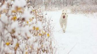 Winter Dog Wallpaper Hq Desktop HD4desktop