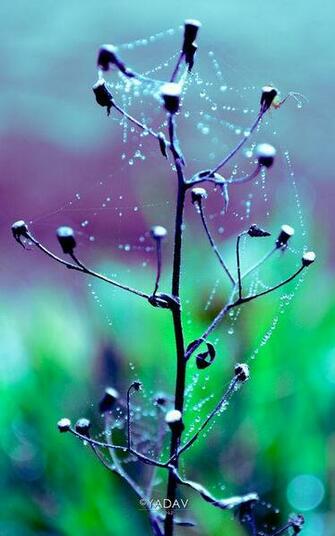 Dew Phone Wallpaper By Yadavthyagaraj
