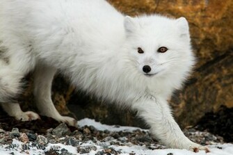 Arctic Fox Computer Wallpaper Desktop Background Id