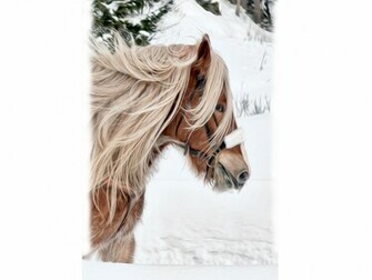 Clydesdale Wallpaper