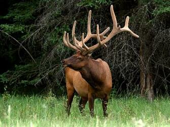 Alces De Bull Vetor