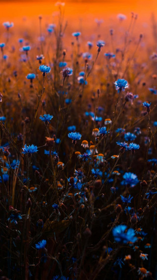 Blue Flowers Aesthetic Wallpaper