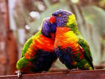 Xs Wallpaper HD Love Birds