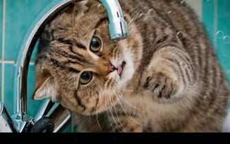 Funny Cat Live Wallpaper Android Apps On Google Play