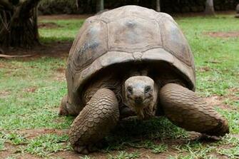 Russian Tortoise Wallpaper HD Baltana
